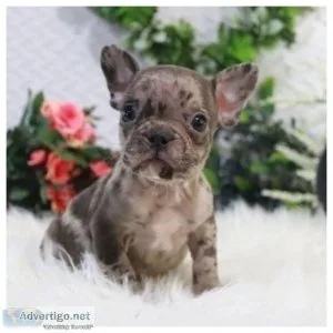 Akc registered English Bulldog puppies