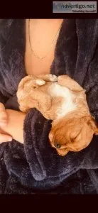 Exceptional from a family Home Adorable 5 Cavapoo puppies