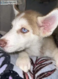 Siberian husky