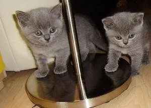 British Shorthair kittens  2605170367