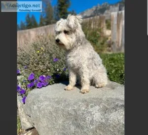 5 months old Miniature Schnauzer