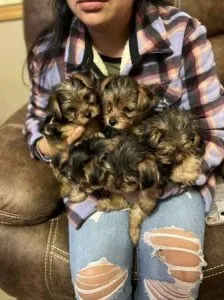 Yorkie puppies
