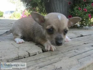 Chihuahua s puppies For sale