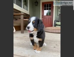 Beautiful Bernese male puppy