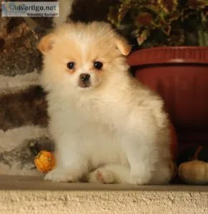 Pomeranian puppies for sale