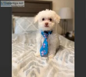 White Male Toy Poodle Pup