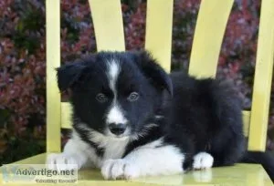 Border Collie puppies for rehoming