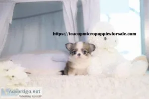 CHARMING TEACUP PUPPIES FOR SALE
