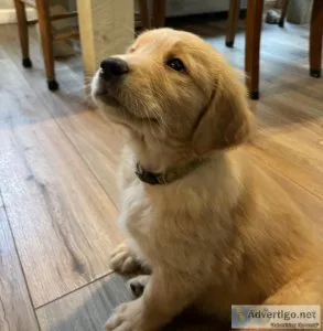 Golden Retriever Puppy
