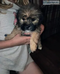 Shorkie puppies