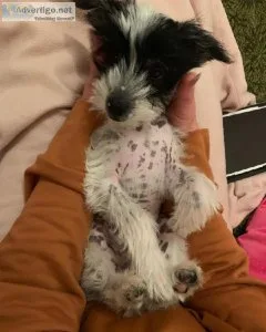 Chinese Crested Puppies