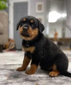 Rottweilers puppies