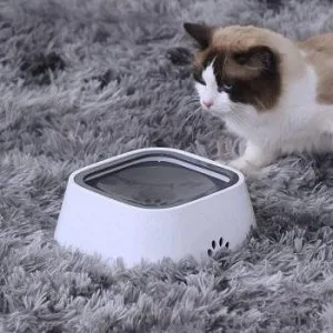 Portable water bowl for cats