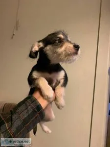 Chipoo female