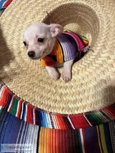 Pure white chihuahua