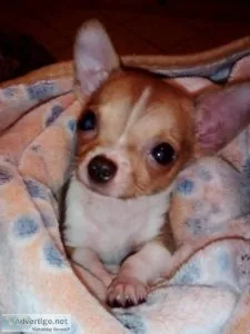 Chico