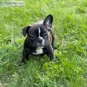 French Bulldog