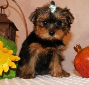 Efficacious Yorkie Puppies Males and Females