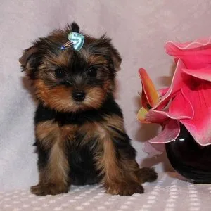 Quiet Lovely Face Yorkie Puppies...