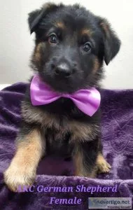 AKC German Shepherd Puppies