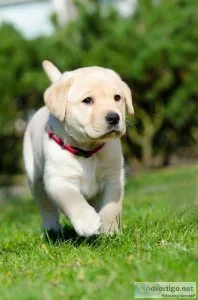 Golden Retriever Puppies Available NOW
