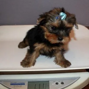 Clever Home Trained Teacup Yorkshire Terrier Puppies...