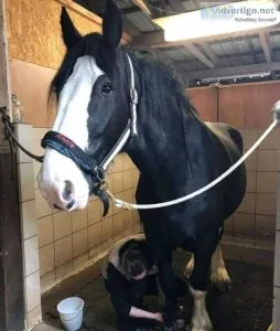Horse available for sale