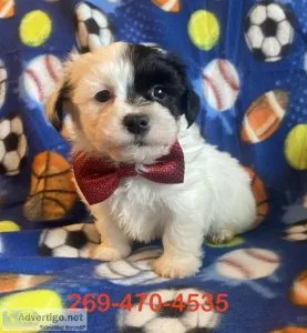 Havanese puppies