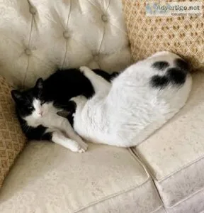 2 Adult cats to good home