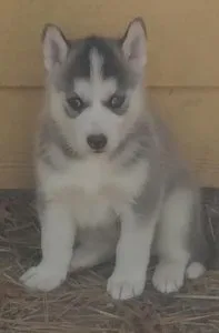 Siberian Husky puppies