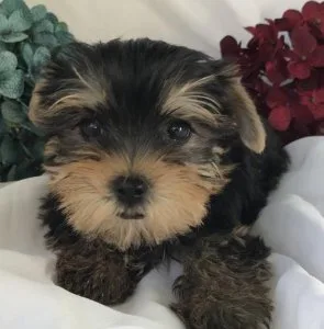 Rational Registered Yorkie Puppies for Adoption