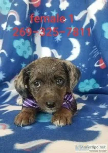 Jack Russell-Mini Poodle merle puppies