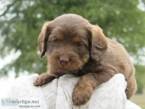 Labradoodle Puppies For Sale