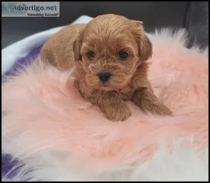 Shihpoo puppies - Girls and Boys -