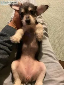 chipoo mix female