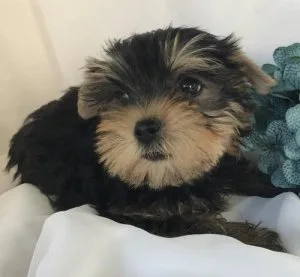 PetulantQuality Bred Family Rasied Yorkie Pup