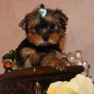 Decent-Purebred Tiny Yorkie Puppies MF Available.