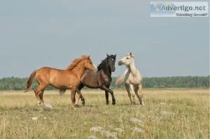 Go To The Adventure Of Horse Trail Riding With Top Horse Trails