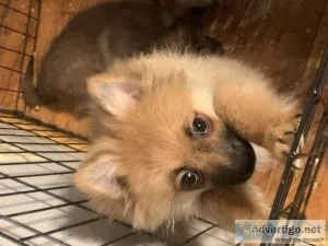 Pom puppies