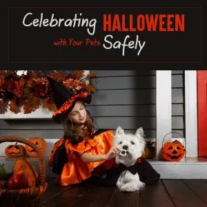 Celebrate Halloween Safely With Your Pets