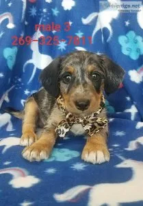 Jack Russell mix puppies