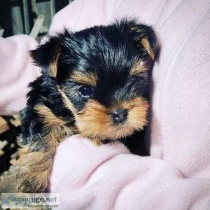 Yorkshire terrier Puppies for sale