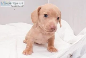 Dachshund Puppies for sale