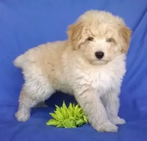 Healthy Aussie Doodle puppies For Available
