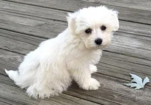 Lovely Coton De Tulear Puppies For sale