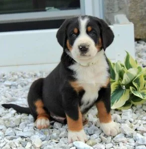 Well Trained Greater Swiss Mountain (Dog) Puppies Ready
