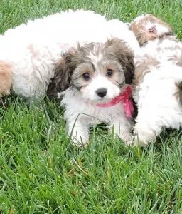 Well Socialized Cavachon puppies.