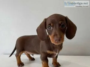 Smooth Coat Dachshund Puppies