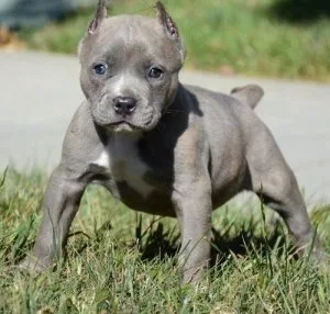 Beautiful American Pit Bull Terrier puppies ready