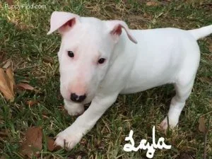 Toilet Trained Bull Terrier Puppies